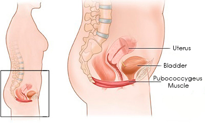 Pubococcygeus Muscle